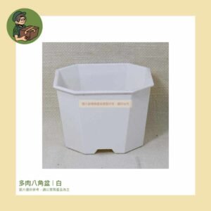 多肉八角盆｜白